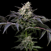 GMO Cookies strain